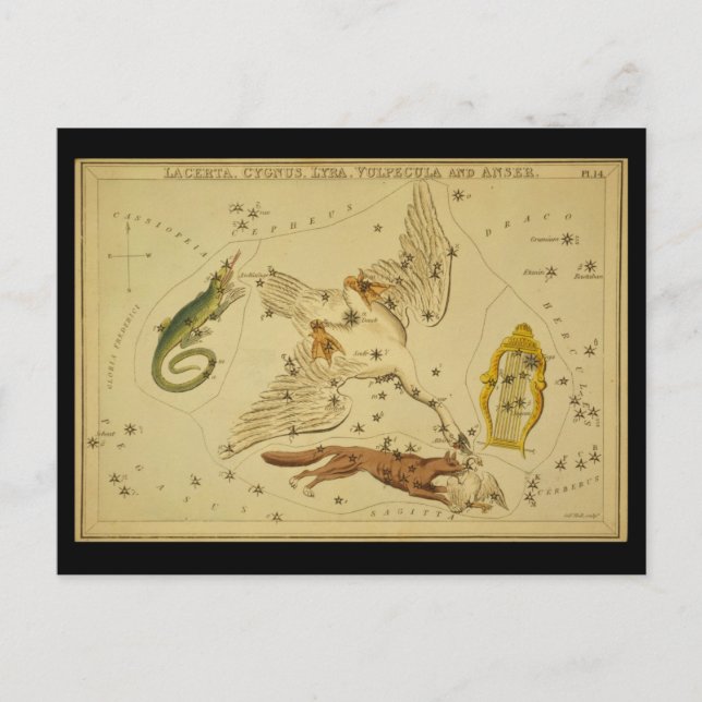 Lacerta, Cygnus, Lyra, Vulpecula och Anser Vykort (Framsida)