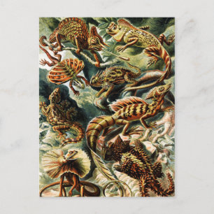 Lacertilia Lizards av Ernst Haeckel Helg Vykort
