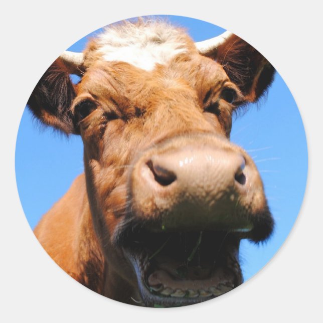 Lachende Kuh Runt Klistermärke (Framsida)