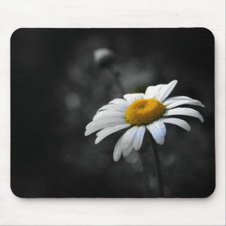 Läcker daisy musmatta