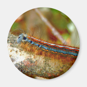 Lackey Moth Caterpelare Magnet
