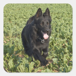 Lacquer Black German Shepherd Fyrkantigt Klistermärke