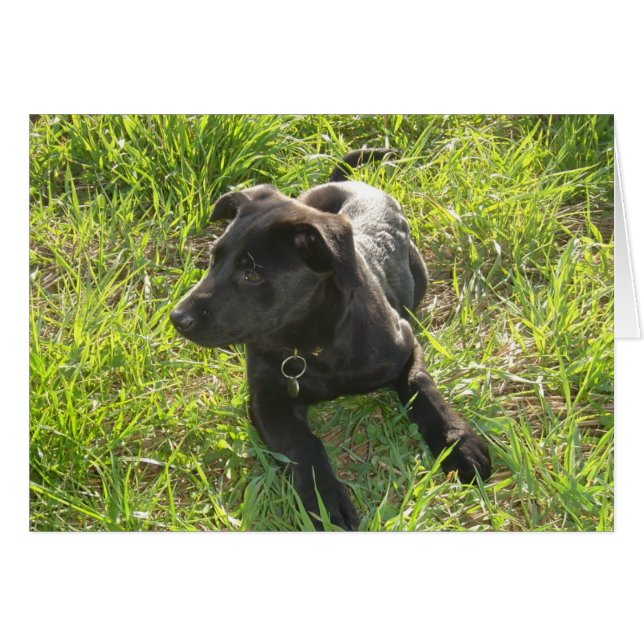 Lacquer Black German Shepherd Hälsningskort (Framsidan Horizontal)