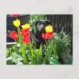 Lacquer Black German Shepherd Puppy Vykort