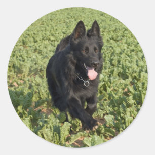 Lacquer Black German Shepherd Runt Klistermärke