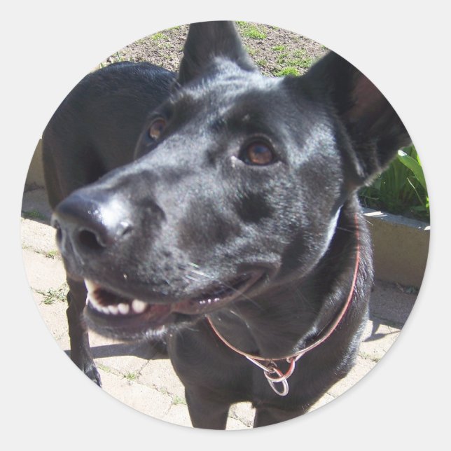 Lacquer Black German Shepherd Runt Klistermärke (Framsida)