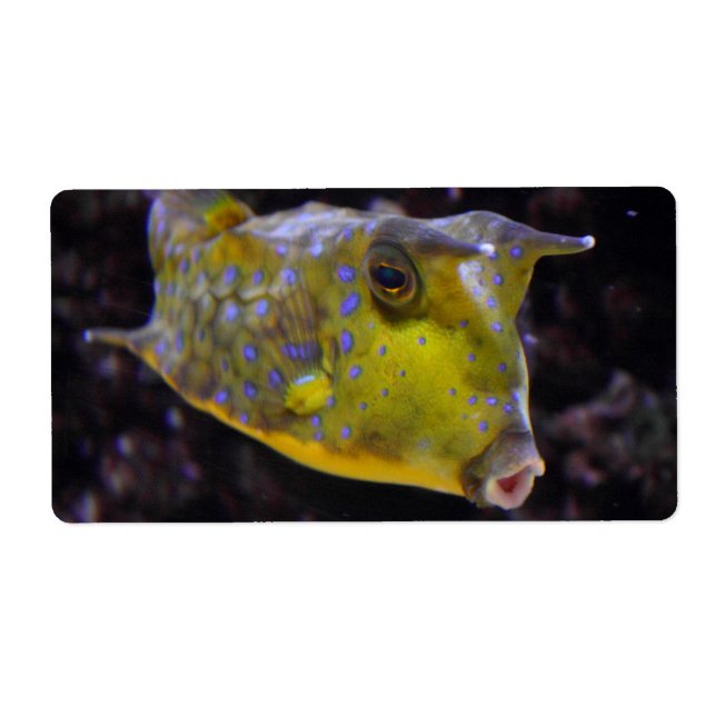 Lactoria cornuta fraktsedel (Framsidan)