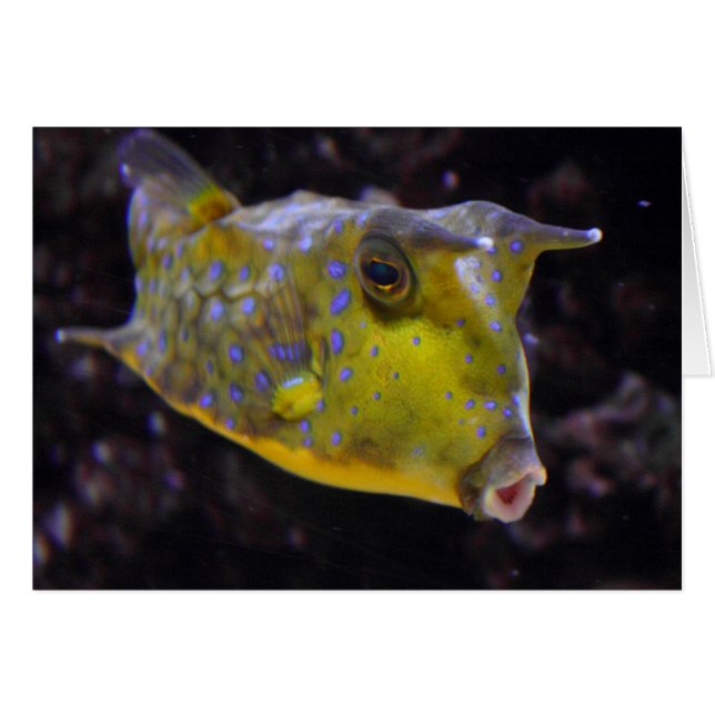 Lactoria cornuta OBS kort (Framsidan Horizontal)