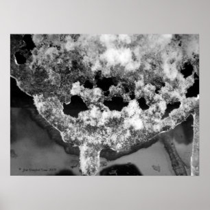 Lacy ice poster