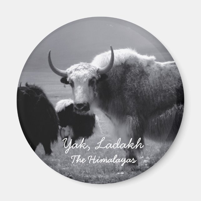 Ladakh, Himalayas, Yak II (Magnet) Magnet (Framsidan)
