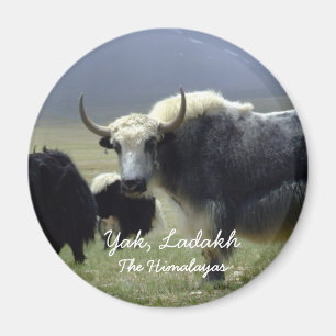 Ladakh, Himalayas, Yak (Magnet) Magnet
