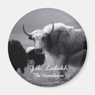 Ladakh himalayasna, Yak II (magneten) Magnet