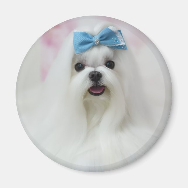Ladda upp husdjursfoto Söt bedårande hund Magnet (Framsidan)