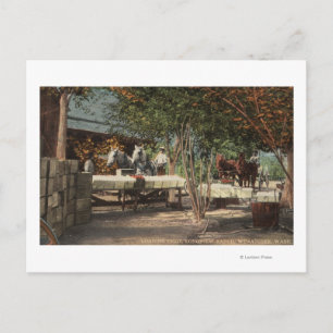 Laddar frukt på Longview Ranch Vykort