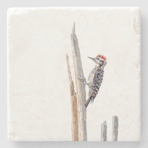Ladder-Backed Woodpecker Stenunderlägg