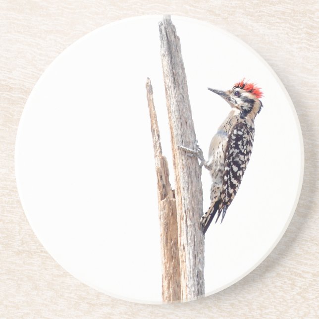 Ladder-Backed Woodpecker Underlägg (Framsidan)