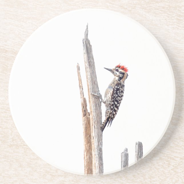 Ladder-Backed Woodpecker Underlägg Sandsten (Framsidan)
