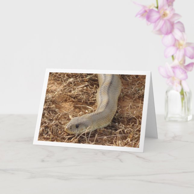 Ladder Snake Card Kort (Orkide)