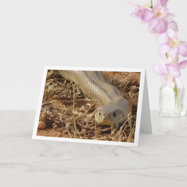 Ladder Snake Card Kort (Orkide)