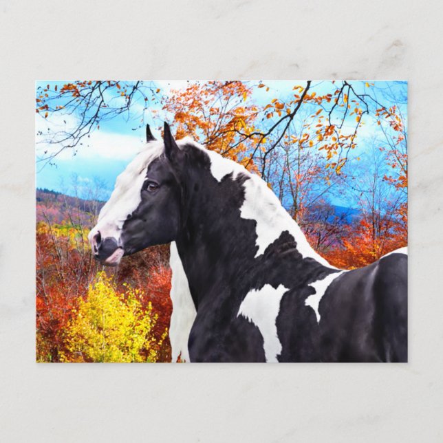 "Laddie" Vykort (Framsida)