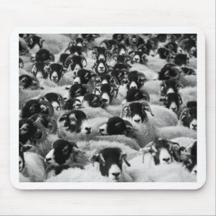 LADDNINGAR AV Rams Sheep Black and White Musmatta