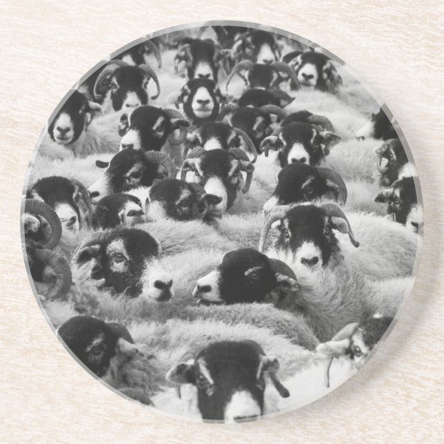 LADDNINGAR AV Rams Sheep Black and White Underlägg (Framsidan)