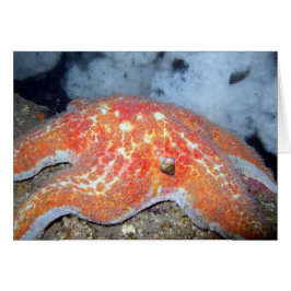 Läderstjärt Hälsningskort