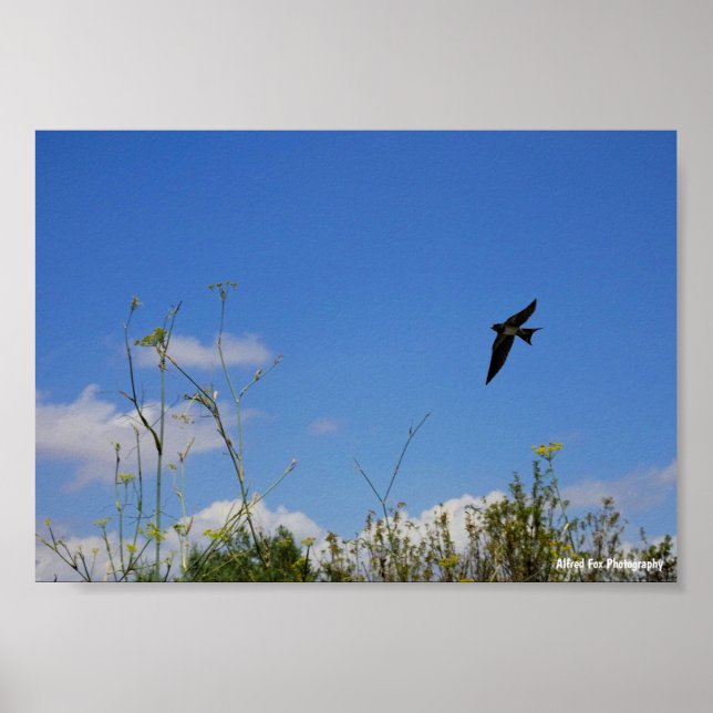 Ladsvala i flykt poster (Framsidan)