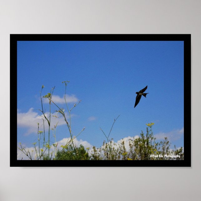 Ladsvala i flykt poster (Framsidan)