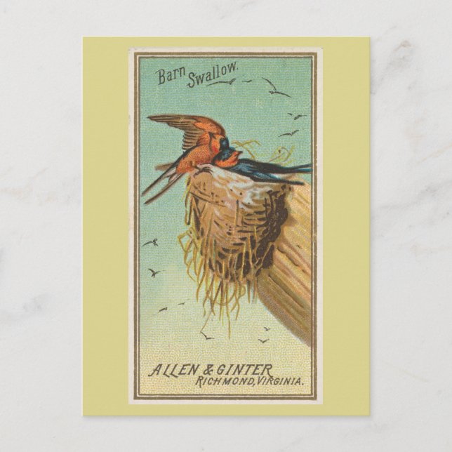 Ladsvala Vykort (Framsida)