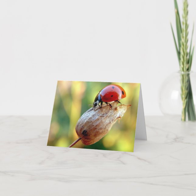 Ladtbug Kort (Framsida)