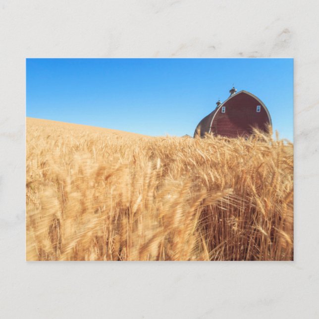 Ladugården sommarvete sätter in nära Sprague, Vykort (Framsida)