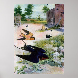 Ladugårdsvalafluga runt om gammala Outbuildings Poster