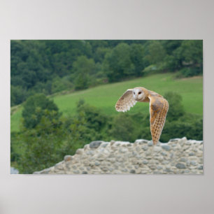 Ladugårduggla i flyg poster