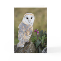 Ladugårduggla och Foxglove