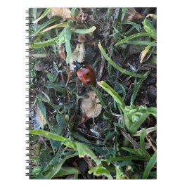 Lady Bug Anteckningsbok