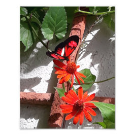 Lady in Red Limited Edition Fototryck