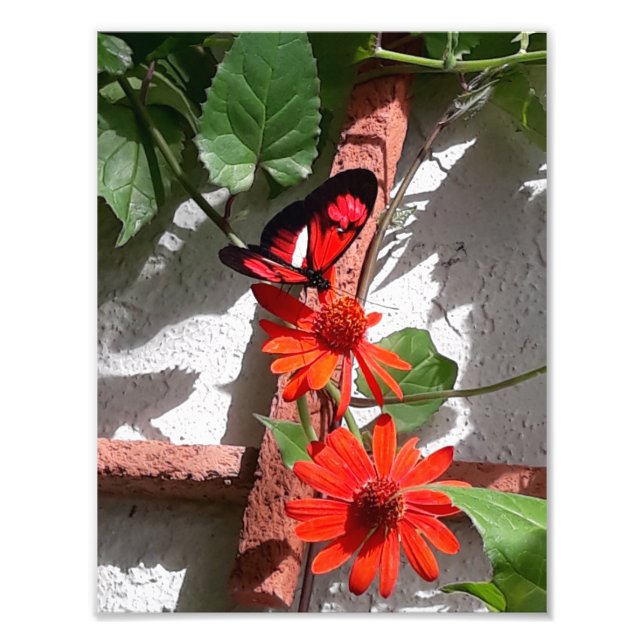 Lady in Red Limited Edition Fototryck (Framsidan)