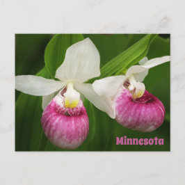 Lady Slipper vykort