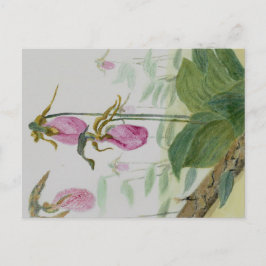Lady Slippers vykort