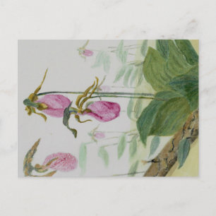 Lady Slippers vykort