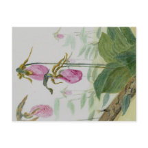 Lady Slippers vykort