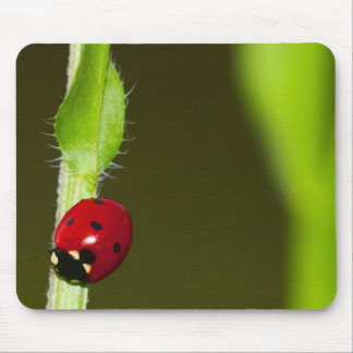 Ladybeetle mousepad musmatta