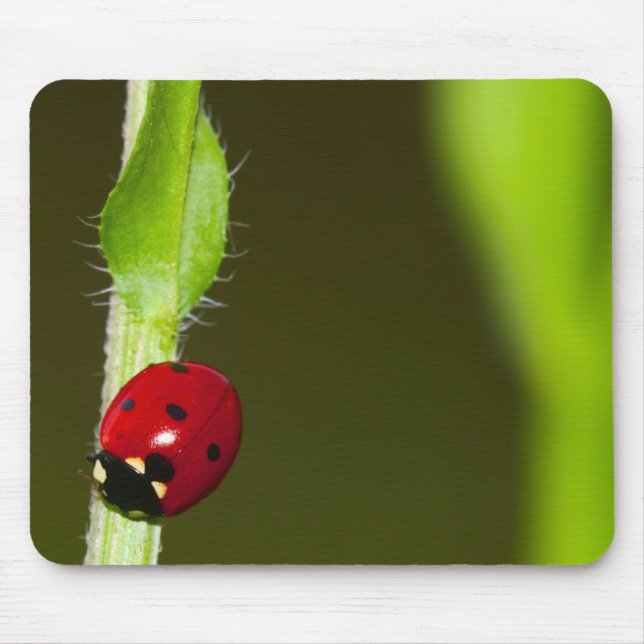 Ladybeetle mousepad musmatta (Framsidan)