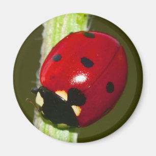 ladybeetlemagnet magnet