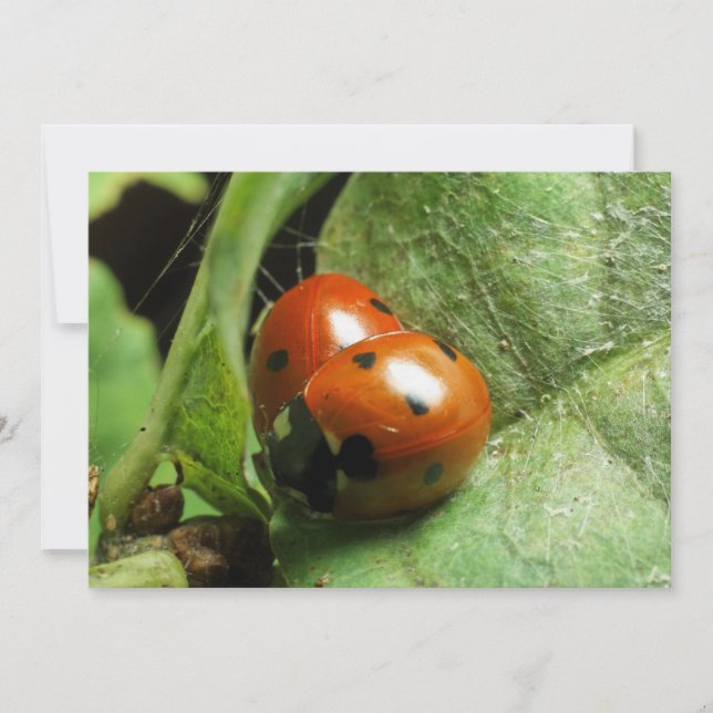 Ladybird (Framsida)