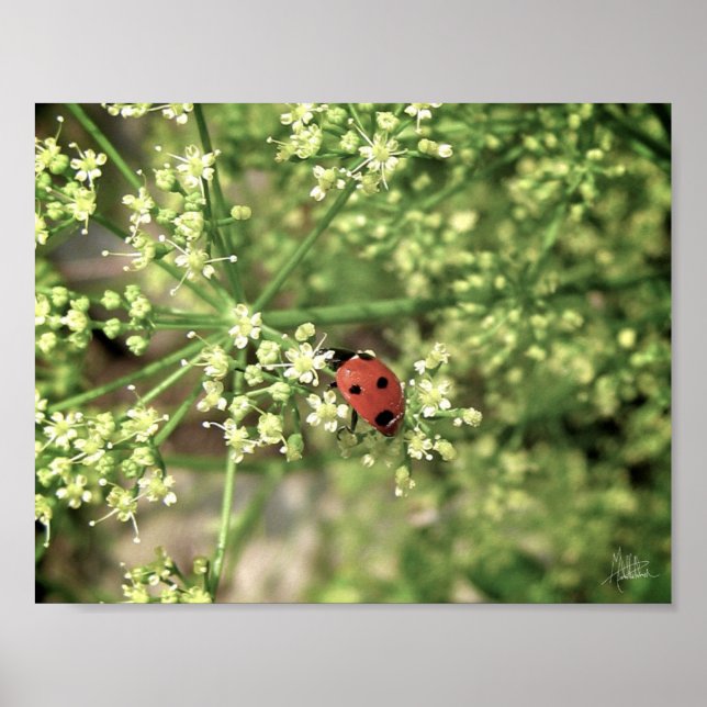 Ladybird [Art Print] Poster (Framsidan)