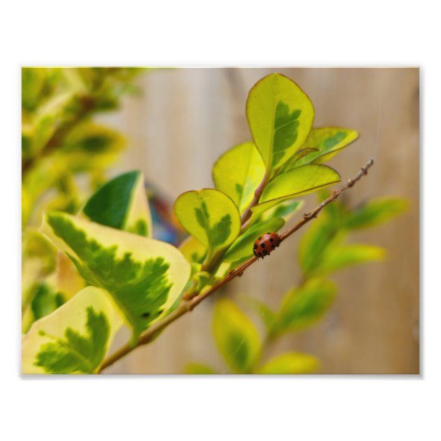 Ladybird Fototryck (Framsidan)