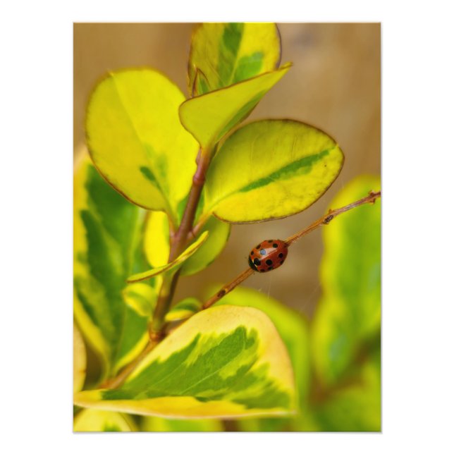 Ladybird Fototryck (Framsidan)