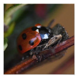 Ladybird Fototryck